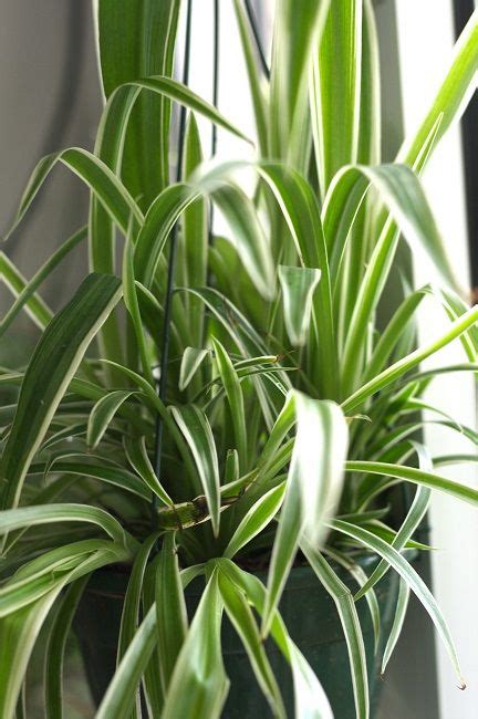 25 Common House Plants Classics And New Favorites Low Light House