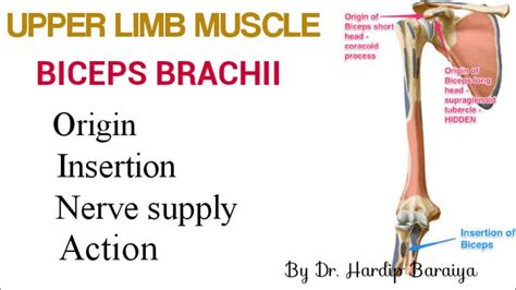 The Biceps Brachii Muscle Its Attachments And Actions