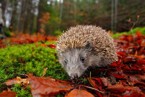 A typical diet includes what to feed hedgehogs. How To Look After a Hedgehog In Your Garden | STIHL Blog