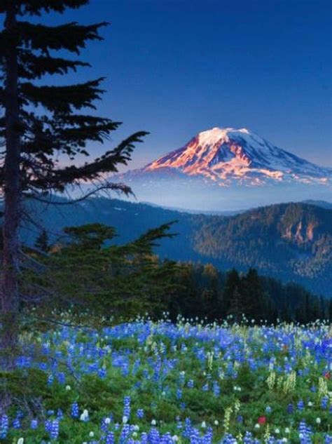 All sensorial blends are shop now for full flavored, nutritious teas from one of the first american herbal companies.every blend of tea offered by good earth is made from the finest. Pin by Kiriller Style on Natural Beauty (Our Earth ...