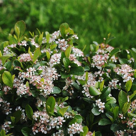 Compare prices & read reviews. Low Scape Mound® Aronia For Sale Online | The Tree Center