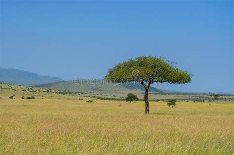 African Savanna Landscape Masai Mara Kenya Africa Stock Image