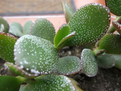 Money tree light brown spots. How to Get Rid Of White Spots on a Jade Plant | World of Succulents
