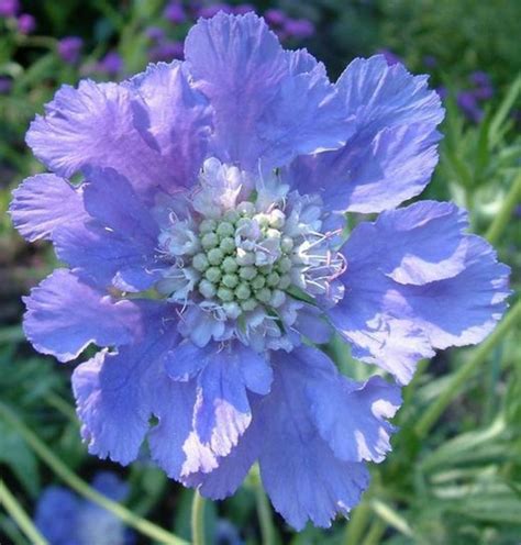 Scabiosa Wedding Flowers Blue Lavenders Purple Pinks And White