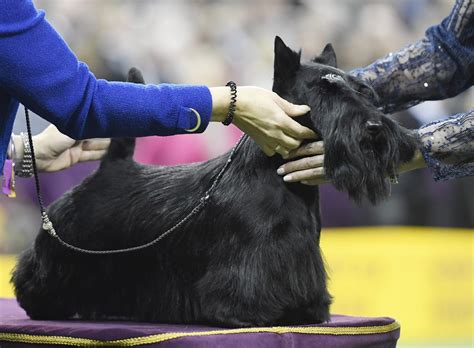 Breeds with the Most Wins at the Westminster Dog Show | Reader's Digest