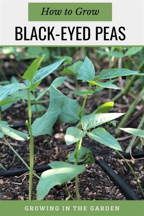How To Grow Black Eyed Peas Growing In The Garden