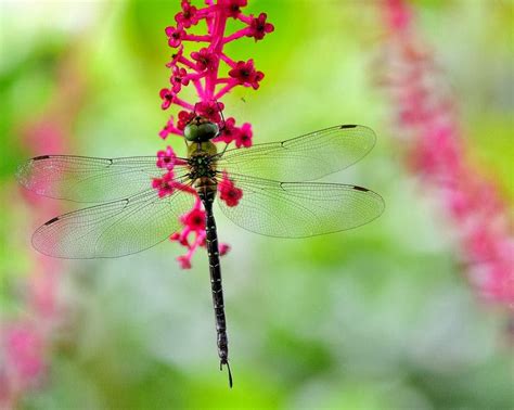 Save Our Beautiful Mother Nature Insects Looking Beautiful