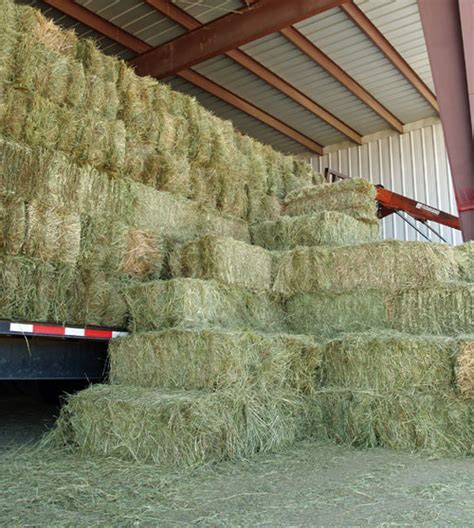 Premium Nutrionally Rich Hay Consistent Quality Square And Round Bales