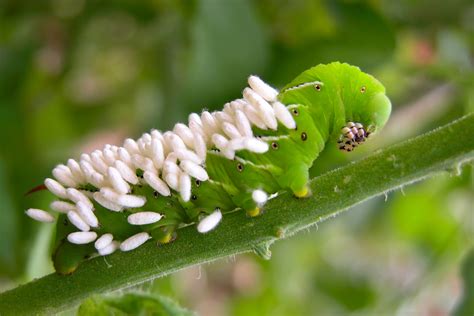 How To Stop Tomato Hornworms Keeping Your Tomato Crop Safe