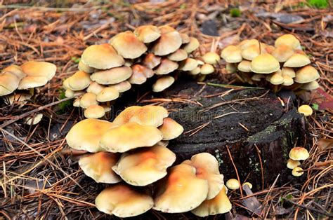 Many Mushrooms Growing On A Tree Stump Stock Photo Image Of Plants
