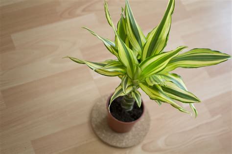 Ebay is here for you with money back guarantee and easy return. How to Take Care of Dracaena Massangeana Plants | Hunker ...