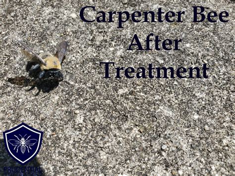 How To Treat For Carpenter Bees Prudential Pest Solutions