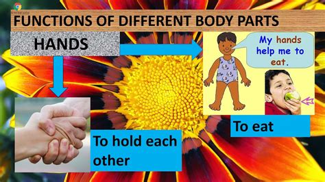 Functions Of Body Parts Youtube