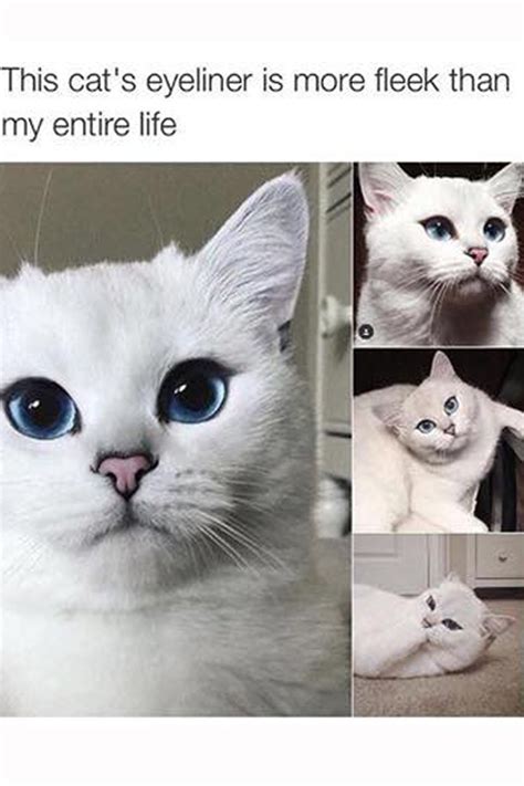 When i'm young, i'm sweet in the sun. Hair & Beauty | Marie Claire | Cat memes, Funny animal ...