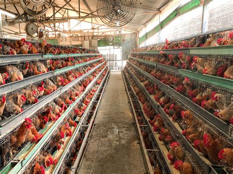 What Its Like To Work In A Commercial Chicken Farm By Christie Li