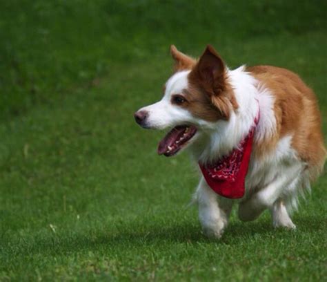 Best 31 Ee Red Golden Red Australian Red Border Collies Images On