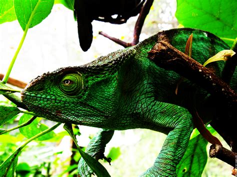 Chameleon Lizard Hd Wallpaper Animals Wallpaper Better