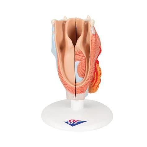 Human Larynx Model Part B Smart Anatomy
