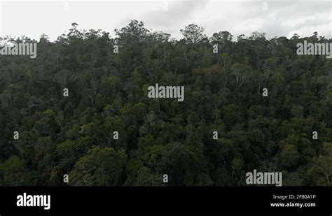 Rainforest Rainforests Stock Videos And Footage Hd And 4k Video Clips