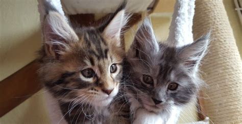 Thank you for your interest in our kittens. Are Maine Coon Cats Hypoallergenic? - Maine Coon Expert
