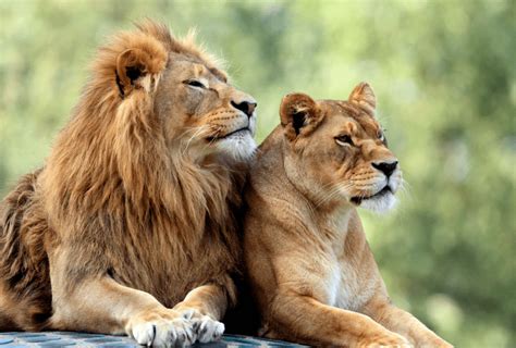 Lion And Lioness Rlions