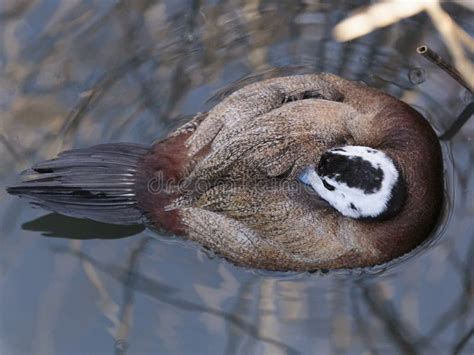 A White Headed Duck Tucking Its Blue Beak Under Its Wing Stock Image