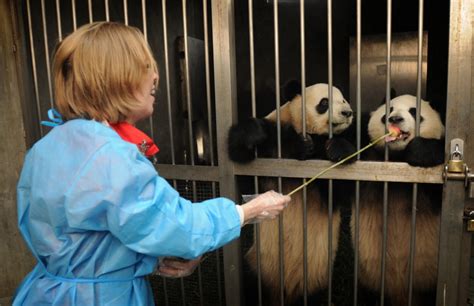 Giant Pandas Part Two On The Go Tours Blog
