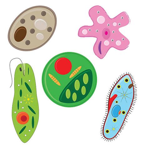 Unicellular Organism Illustrations Royalty Free Vector Graphics And Clip