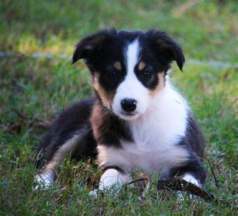 Newest oldest price ascending price descending relevance. Female Tri Border Collie Puppy available from Top Imported ...