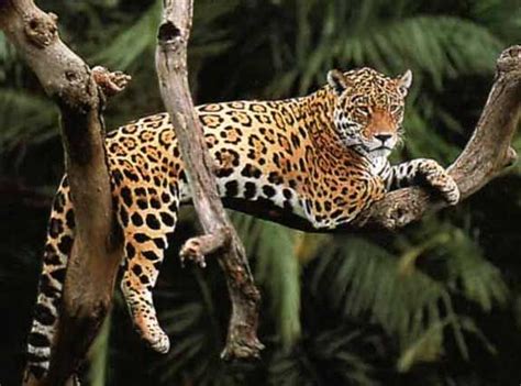 Jaguar Lounging In Tree Bigger 575×426 Jaguar Animal Jaguar