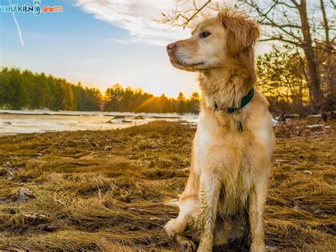 Chó Golden Retriever Giống Chó Gâu Đần Ưu Điểm Và Nhược Điểm