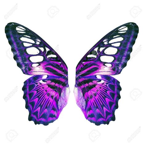 Stock Photo In 2020 Purple Butterfly Wings Purple Butterfly