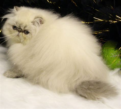 Himalayan Persian Cats For Sale Macomb Mi 164785