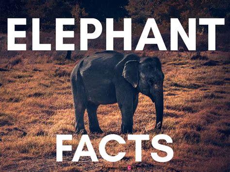 9 Facts You Might Not Know About The Elephants