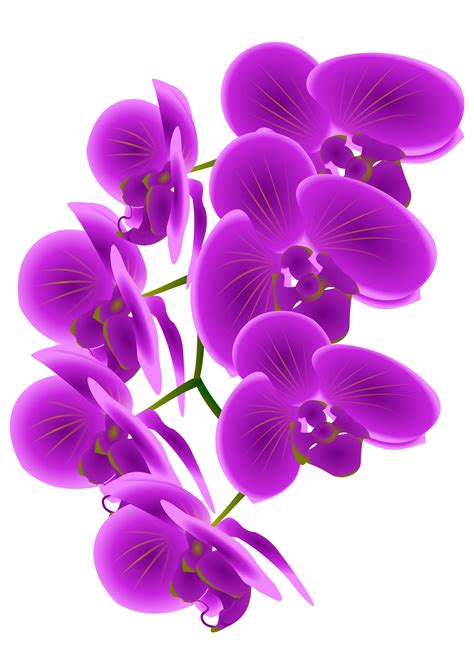Orchid clipart orchid singapore, Orchid orchid singapore ...