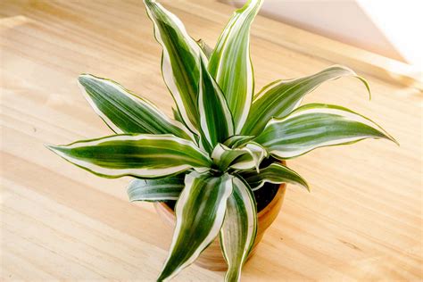 How To Grow And Care For Dracaena