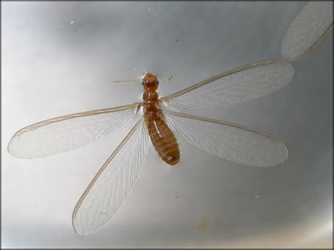 Winged Termite Swarmer Alate