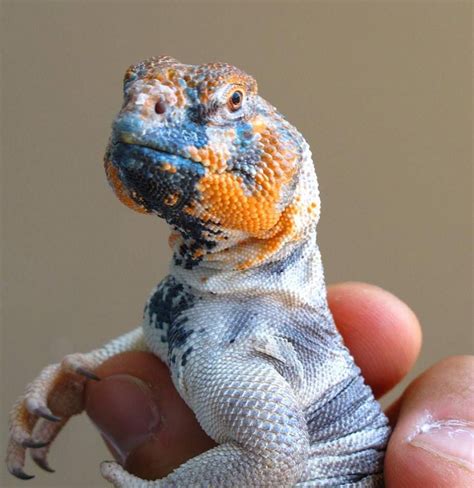 What Kind Of Lizards Can You Have As A Pet Pets Animals Us