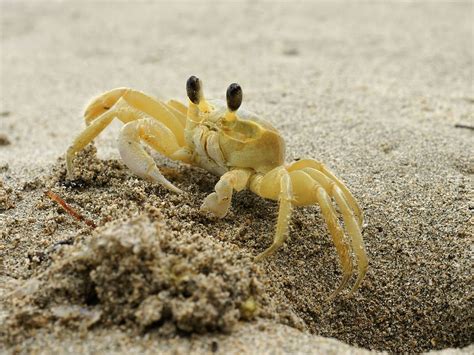 Ghost Crabs Characteristics Anatomy And Habitat