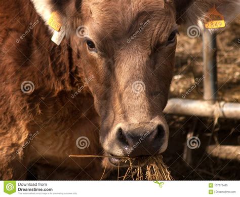 Pyrenean Cow Eating Straw Head Detail 2 Stock Image Image Of Eating