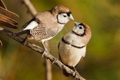 A Pair Of Owl Finches Finches Bird Pet Birds Beautiful Birds