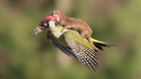 Bbc Earth Can You Top This Photo Of A Weasel Riding A Woodpecker