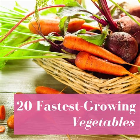 Quick And Easy 20 Fastest Growing Vegetables For Your Garden