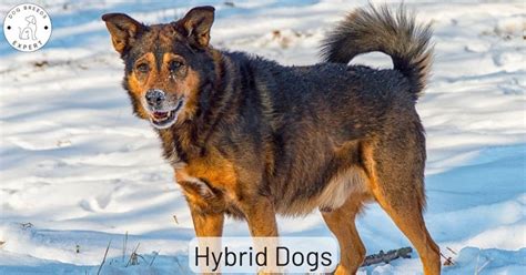 Hybrid Dogs What Are They Find Out Here