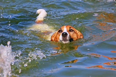 Dog Rescued After Being Found Swimming In The Middle Of The Ocean