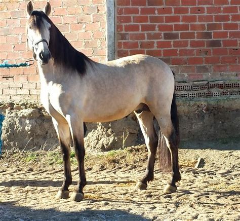 Caballo Bayo Caballo Bayo Cuadros De Caballos Caballos Pre