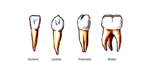 ¿conoces Las Partes En Las Que Se Divide El Diente Ferrusandbratos