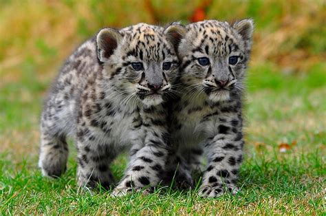 White Tiger Vs Snow Leopard