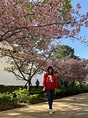 新竹公園【櫻花】滿開盛開爆開＠~YS的隨拍手札~｜PChome Online 個人新聞台