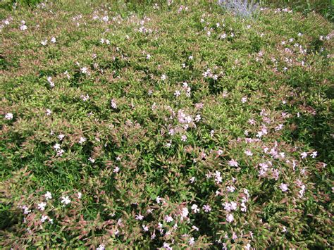 Saponaria × Lempergii Max Frei The Sussex Prairie Garden Flickr